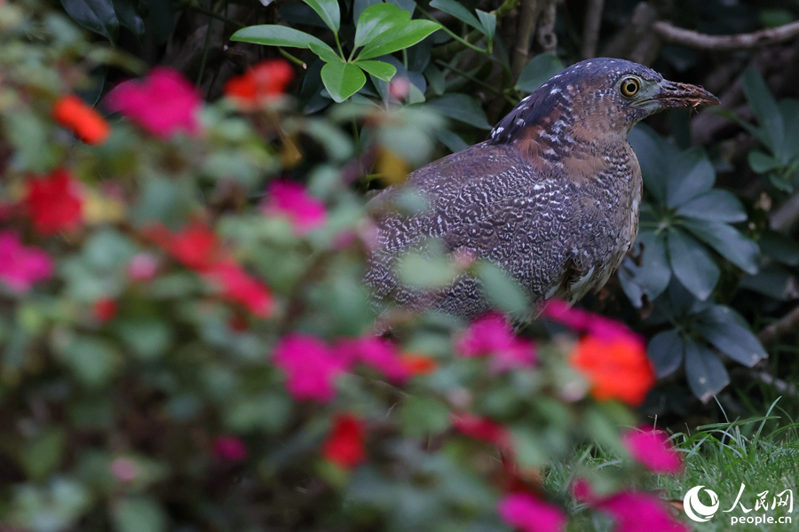 黑冠鳽在小區(qū)花壇邊漫步。人民網(wǎng)記者 陳博攝