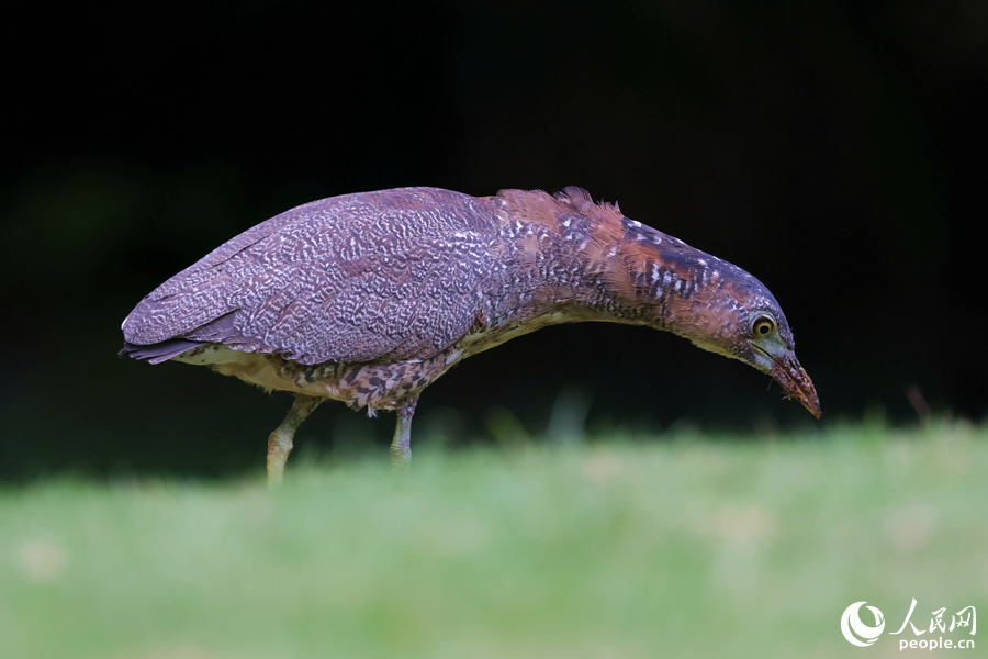 黑冠鳽在草地中覓食。人民網(wǎng)記者 陳博攝