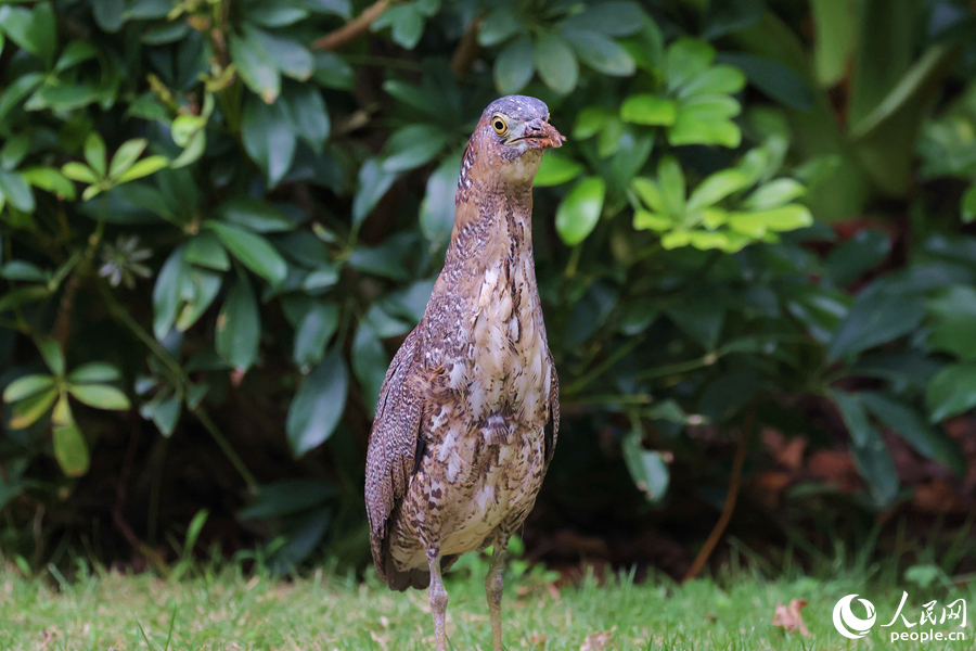 黑冠鳽伸長脖子遠(yuǎn)望。人民網(wǎng)記者 陳博攝