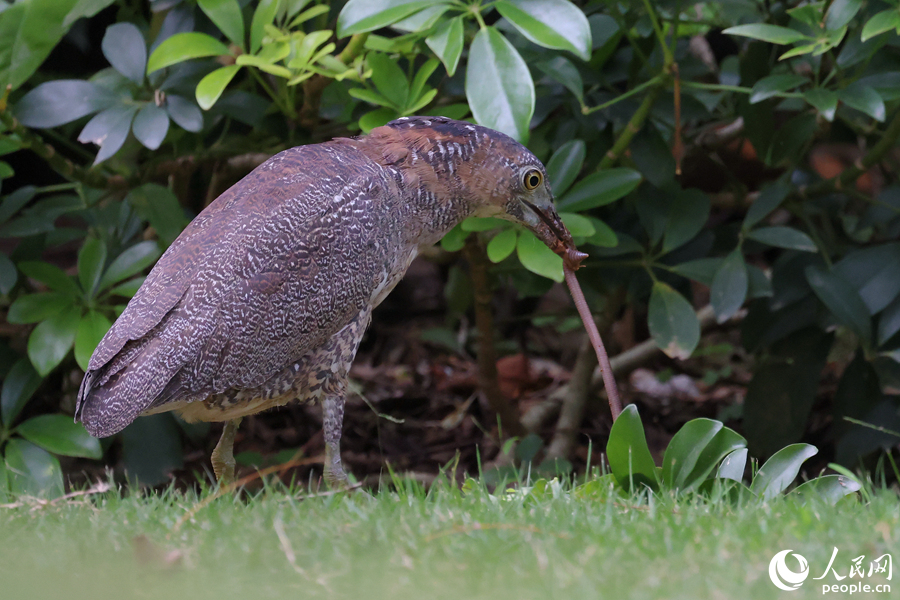 黑冠鳽將蚯蚓從泥土中拽出，像極了“拔河”。人民網(wǎng)記者 陳博攝