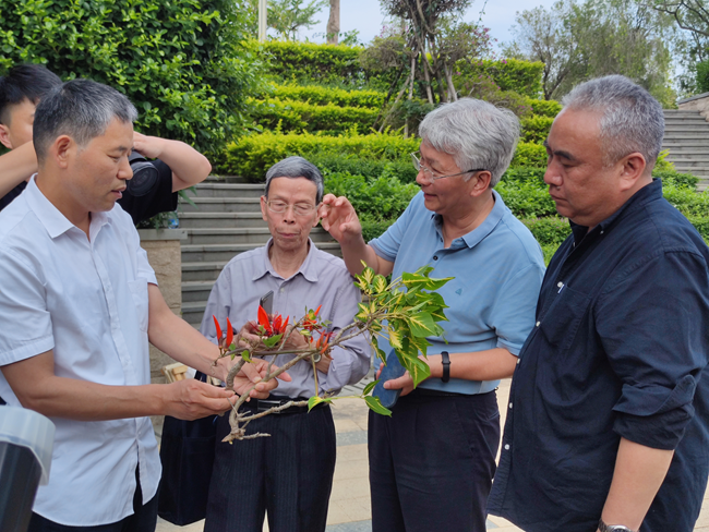 “古老”刺桐鑒定現(xiàn)場。泉州市林業(yè)局供圖
