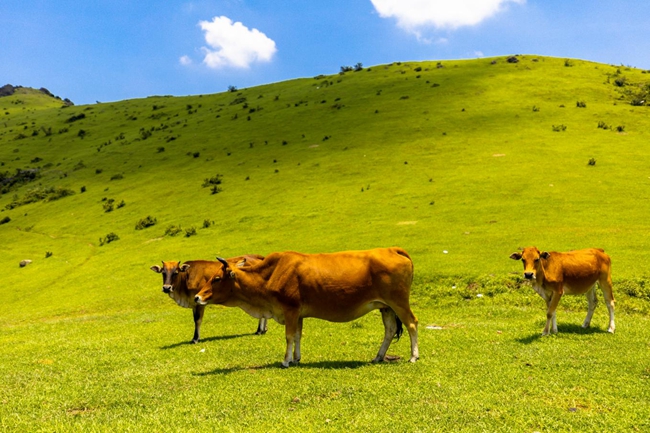 大姆山天然高山草場。南嶺鎮(zhèn)供圖