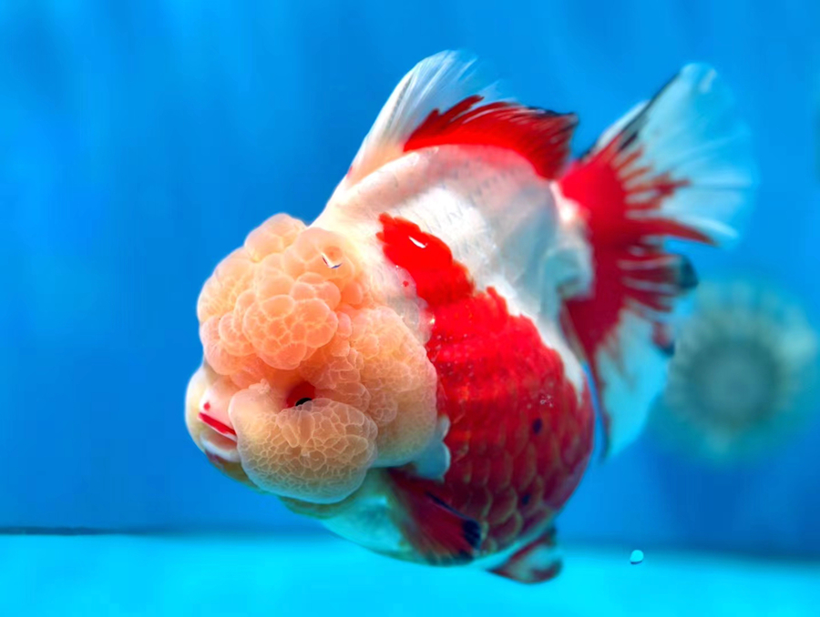 福州金魚。組委會供圖