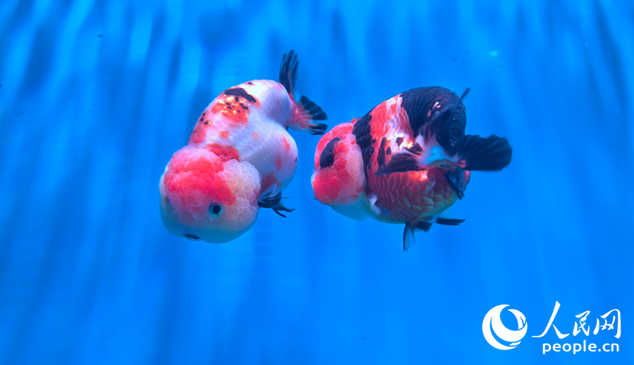 福州金魚。人民網(wǎng)記者 林曉麗攝