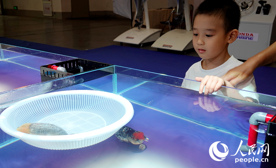 小朋友在觀賞金魚。人民網(wǎng)記者 林曉麗攝