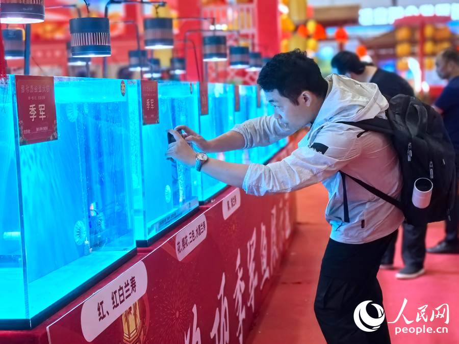 一位市民在拍攝在“金魚大賽”中獲獎的金魚。人民網(wǎng)記者 林曉麗攝