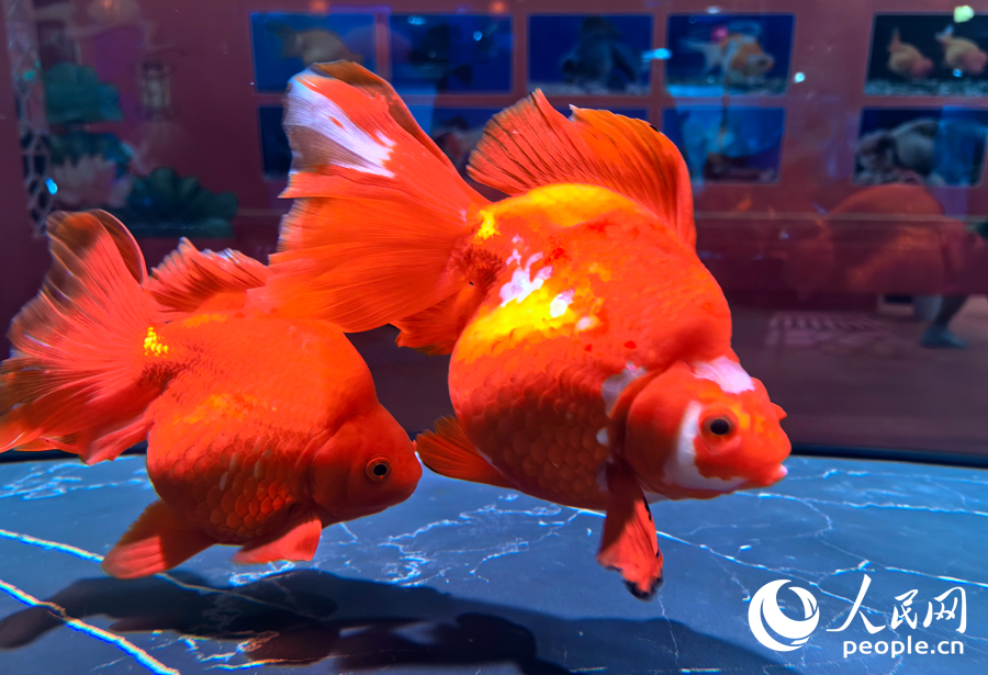 福州金魚。人民網(wǎng)記者 林曉麗攝