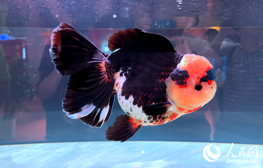 福州金魚。人民網(wǎng)記者 林曉麗攝