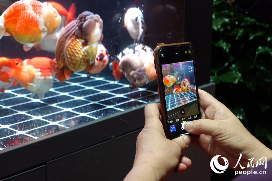一位觀展者在拍攝金魚。人民網(wǎng)記者 林曉麗攝