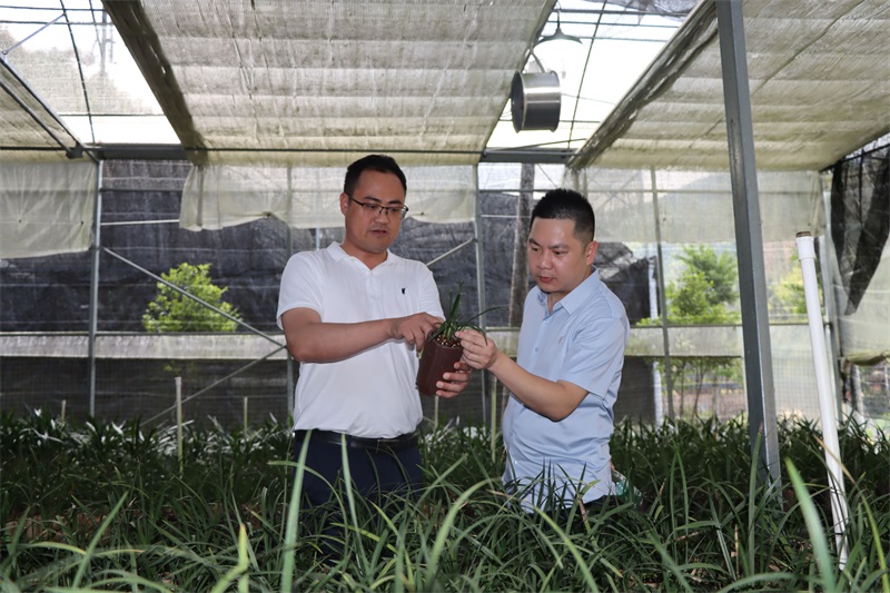 蘇亮永向游客介紹蘭花的品種。