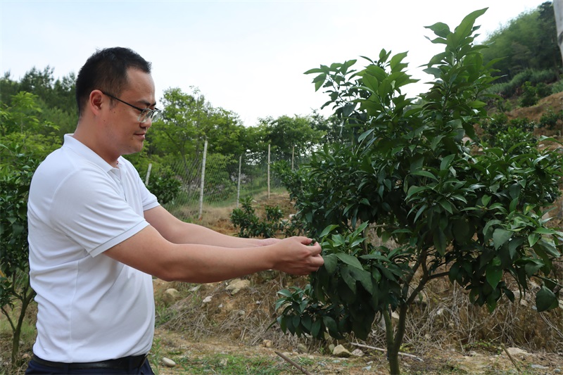 蘇亮永觀察“紅美人”柑橘的長(zhǎng)勢(shì)