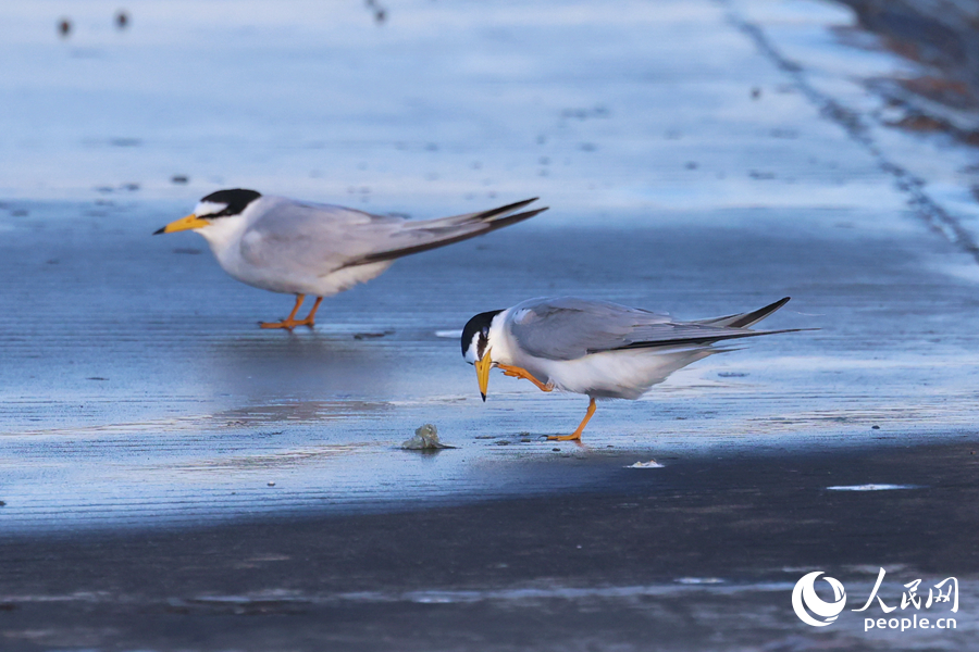 在堤岸上梳理羽毛的白額燕鷗。人民網(wǎng)記者 陳博攝