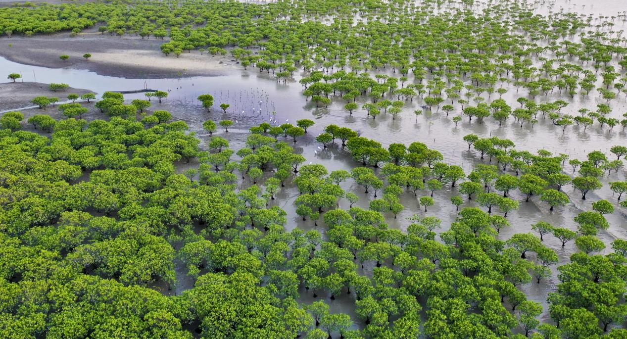 湄洲島紅樹林生態(tài)濕地公園。陳建興攝