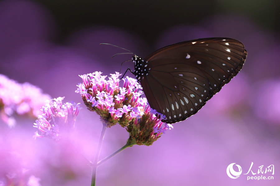 蝴蝶在淡紫色花穗上吸食花蜜。人民網(wǎng)記者 陳博攝