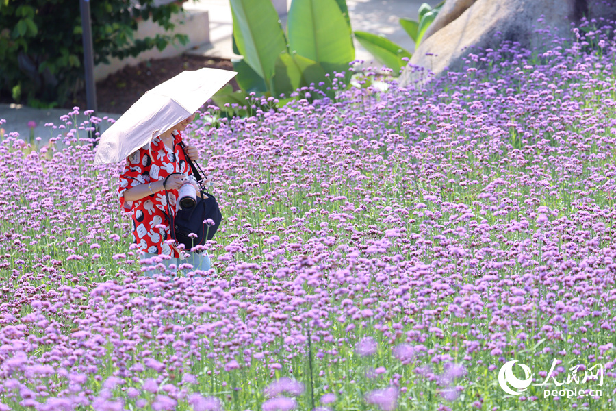 攝影愛好者頂著烈日在花海中漫步。人民網(wǎng)記者 陳博攝