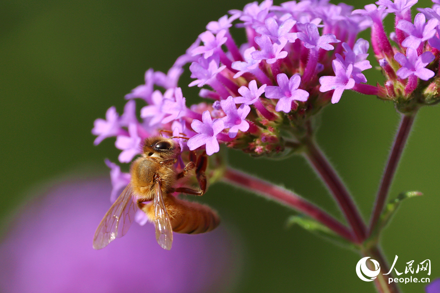 蜜蜂在淡紫色花穗中采蜜。人民網(wǎng)記者 陳博攝