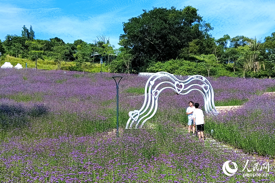 時值夏至，廈門版“普羅旺斯”盡收眼底。人民網(wǎng)記者 陳博攝