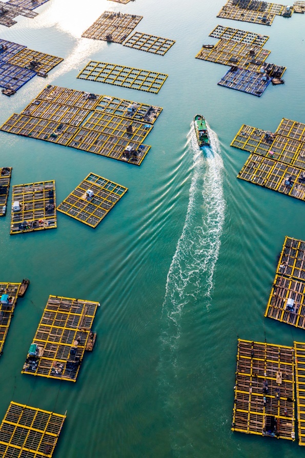 耕海牧漁，南日島海域現(xiàn)有海上鮑魚養(yǎng)殖塑膠漁排近2萬口。林華攝