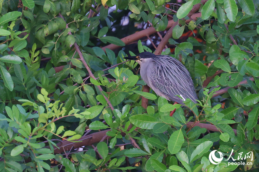 躲在茂密樹林中的綠鷺。人民網(wǎng)記者 陳博攝