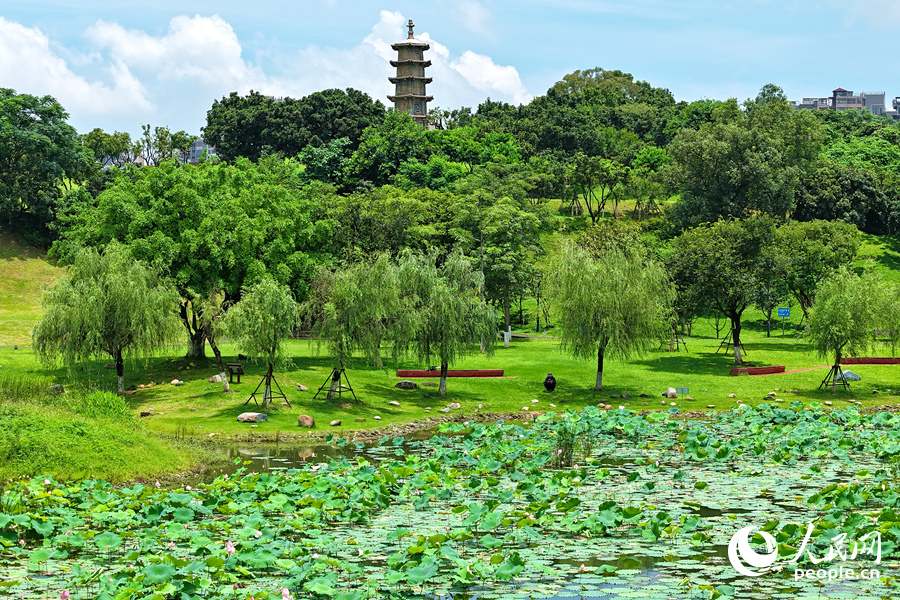 盛夏伊始，廈門同安文筆塔下荷花滿塘。人民網(wǎng)記者 陳博攝