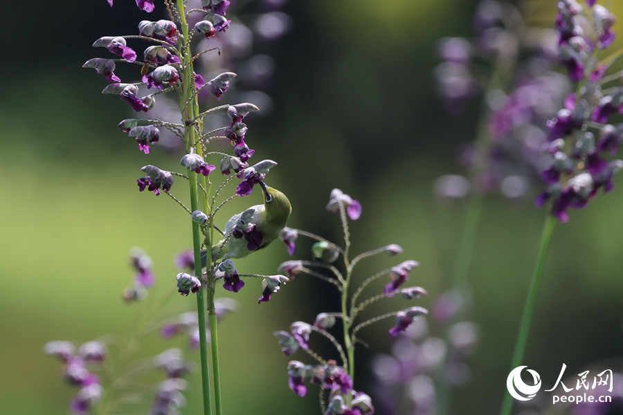繡眼鳥在花叢中覓食。人民網(wǎng)記者 陳博攝