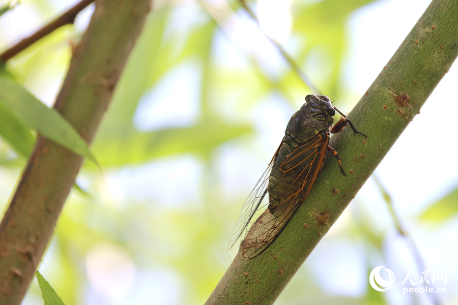 蟬匍匐在荷塘邊的柳樹枝頭鳴叫。人民網(wǎng)記者 陳博攝
