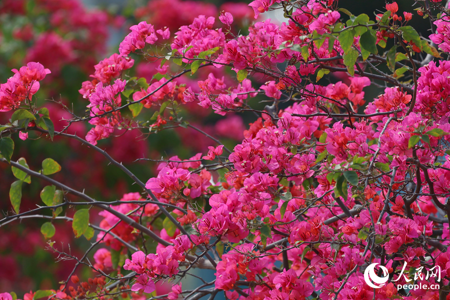 文筆塔公園小道旁的三角梅開(kāi)得火熱。人民網(wǎng)記者 陳博攝