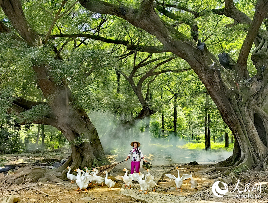 “鵝姐”杜雪豐如今已是榕楓公園一景。人民網(wǎng) 葉青卿攝