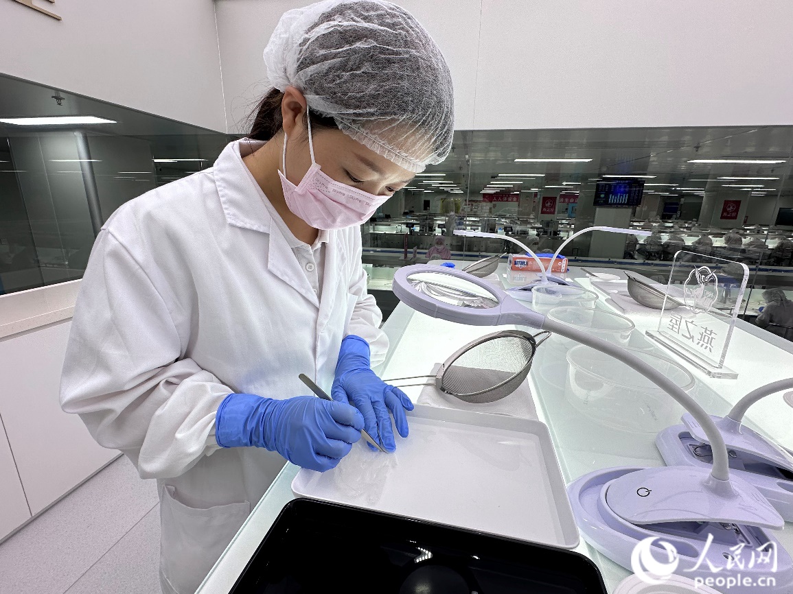 挑揀師正在示范挑除燕窩原材料中的雜質(zhì)。人民網(wǎng)記者 王紹紹攝