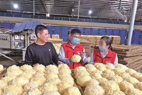 古田農信聯(lián)社金融助理前往食用菌小微企業(yè)廠房開展金融需求調查。