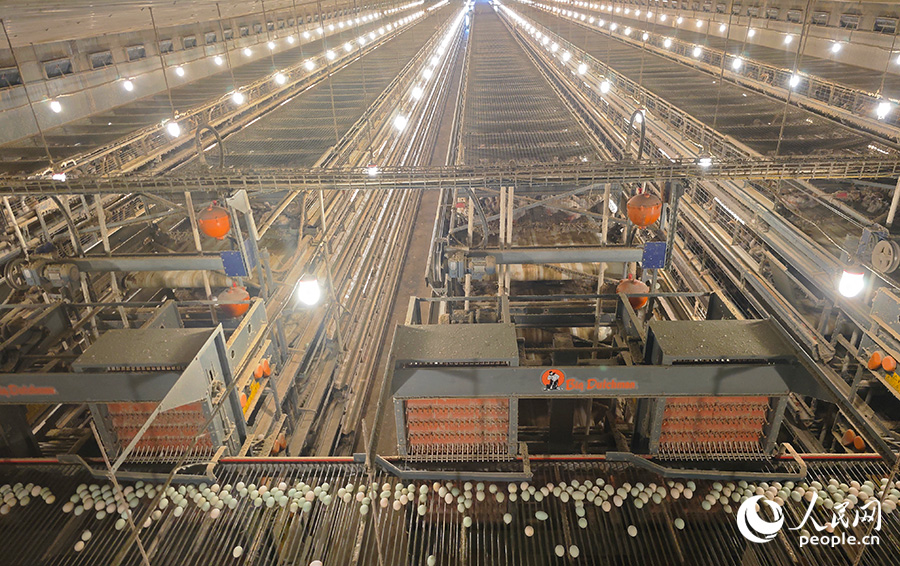 金蛋一期項目廠房內(nèi)，新鮮的鴨蛋不斷從蛋槽匯集到畫面下方的傳送帶上。人民網(wǎng) 黃東儀攝