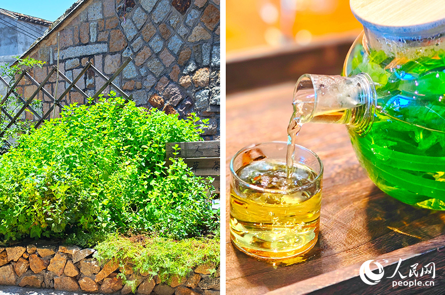 只需5分鐘，香草的氣息就從民宿房前來到杯中。古石村正在推行“一米微菜園”模式，鼓勵居民綠化房前屋后的零碎土地。人民網(wǎng) 黃東儀攝