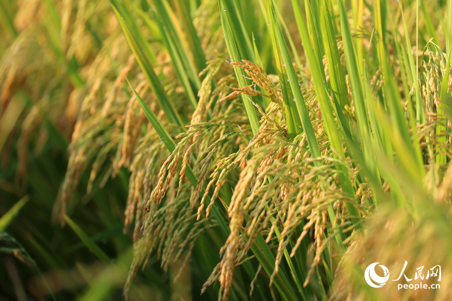 稻穗成熟泛黃壓彎了稻稈。人民網(wǎng)記者 陳博攝