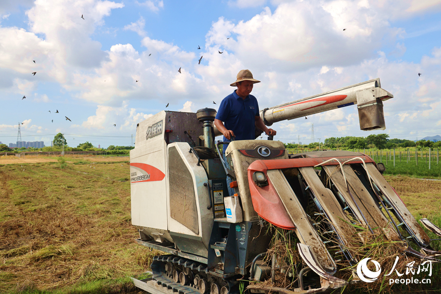 成群鳥雀在農(nóng)機(jī)周圍伴飛左右。人民網(wǎng)記者 陳博攝