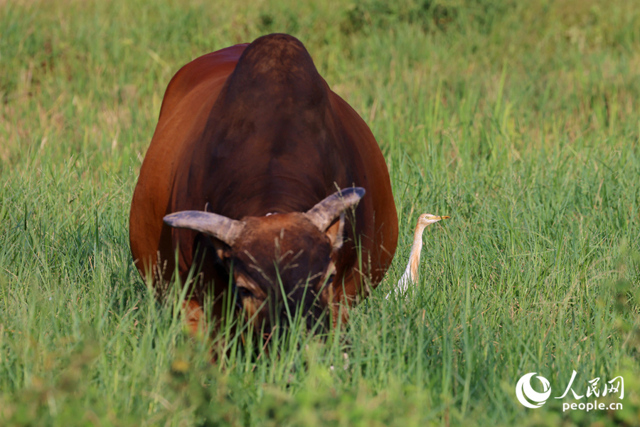 稻田旁悠閑自在的牛和牛背鷺。人民網(wǎng)記者 陳博攝