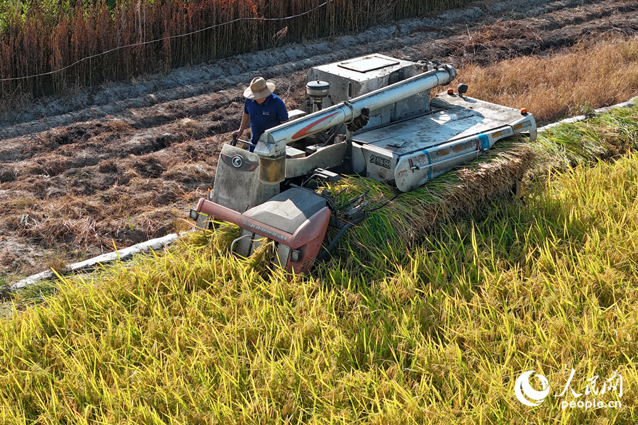 高效率的機(jī)械化收割替代了農(nóng)戶們“面朝黃土背朝天”的收割場景。人民網(wǎng)記者 陳博攝