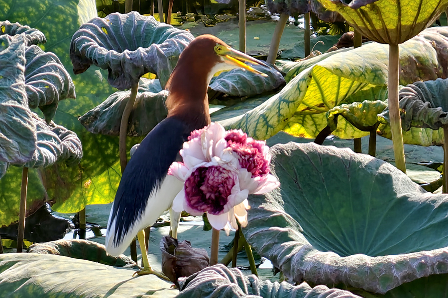 一株三花引鷺鳥流連。林麗華攝