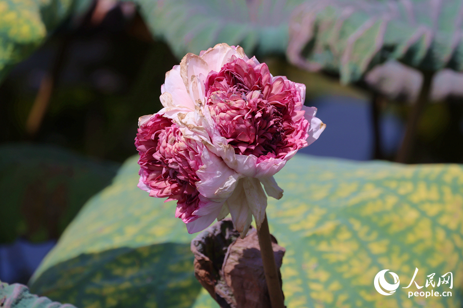 “三花聚頂”的罕見造型引人關(guān)注。人民網(wǎng)記者 陳博攝