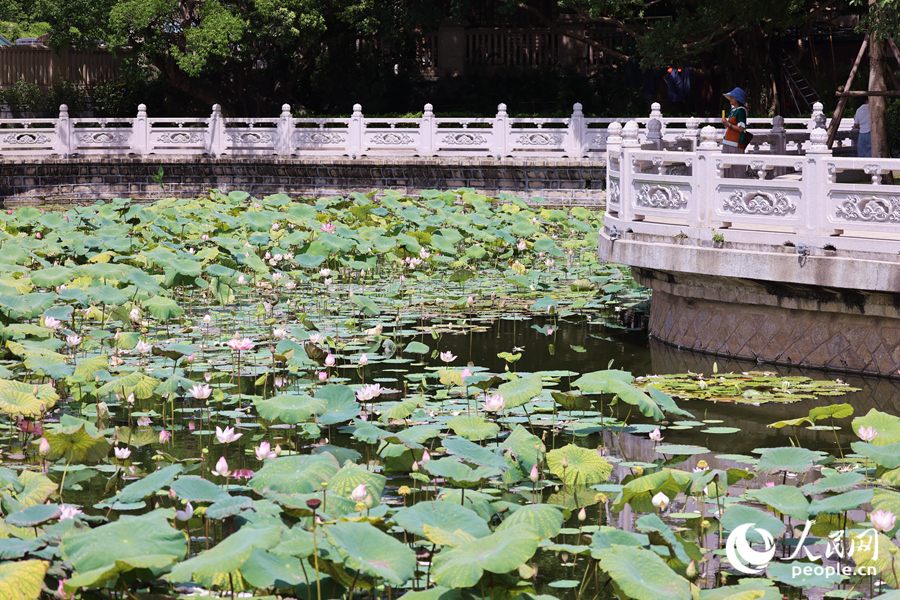 廈門南普陀景區(qū)荷花開滿塘。人民網(wǎng)記者 陳博攝