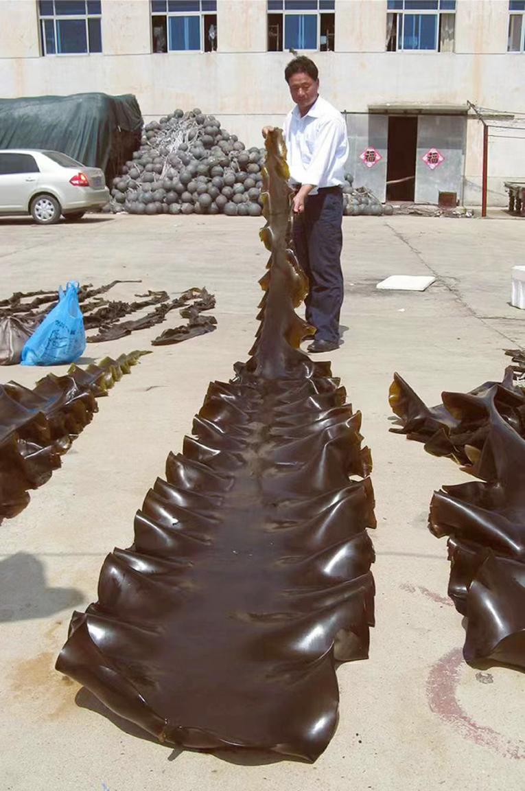 林哲龍查看新收獲的海帶。受訪者供圖