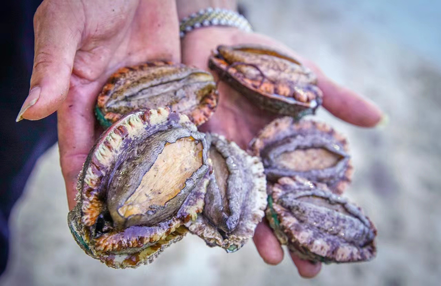 豐收的鮑魚(yú)。連江縣融媒體中心供圖