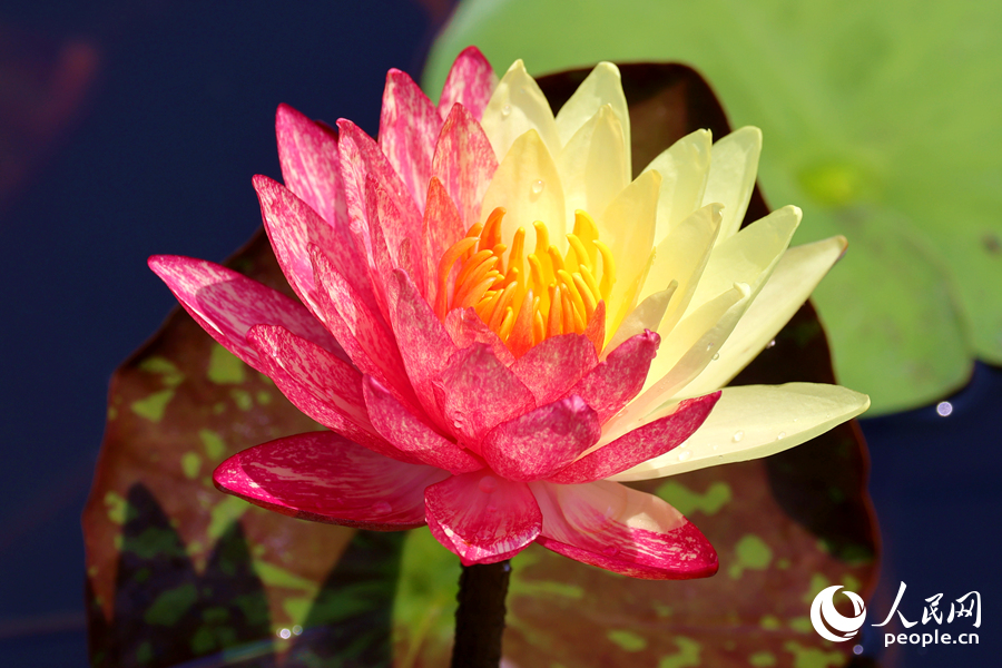 廈門海灣公園中，雙色睡蓮嬌艷欲滴。人民網(wǎng)記者 陳博攝