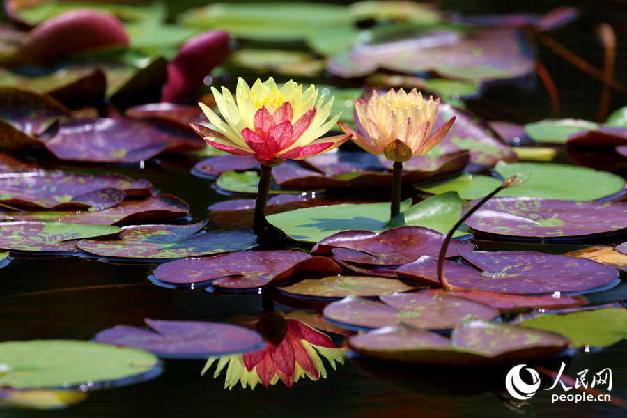 雙色睡蓮與翠綠的蓮葉、清澈的池水相映成畫。人民網(wǎng)記者 陳博攝