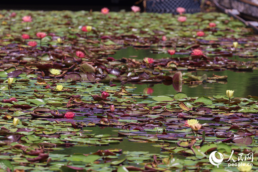 藏在繁花深處的3朵雙色睡蓮。人民網(wǎng)記者 陳博攝