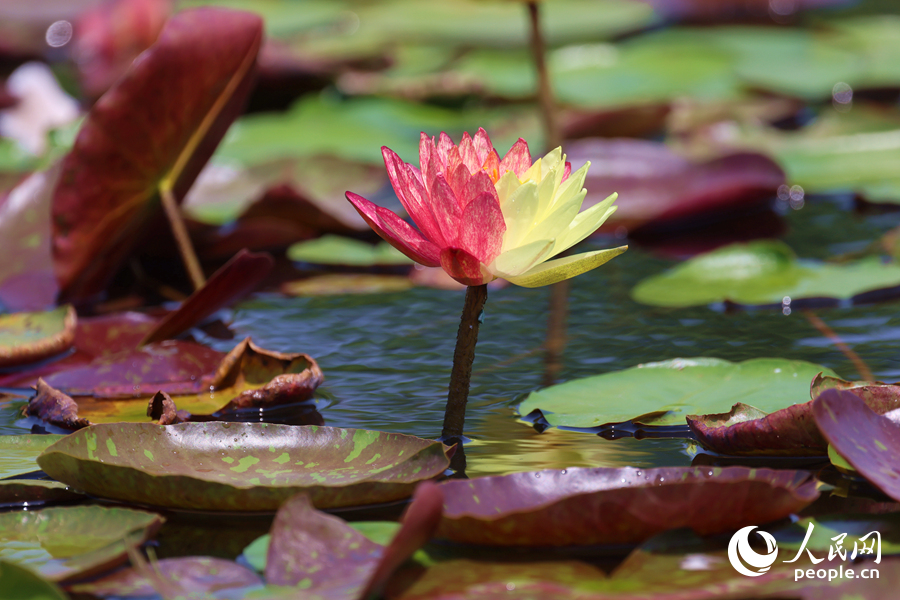 亭亭玉立于水中央的雙色睡蓮。人民網(wǎng)記者 陳博攝
