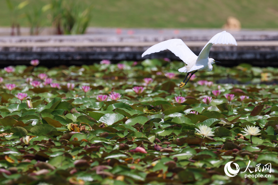 彩蓮滿塘鷺鳥飛。人民網(wǎng)記者 陳博攝
