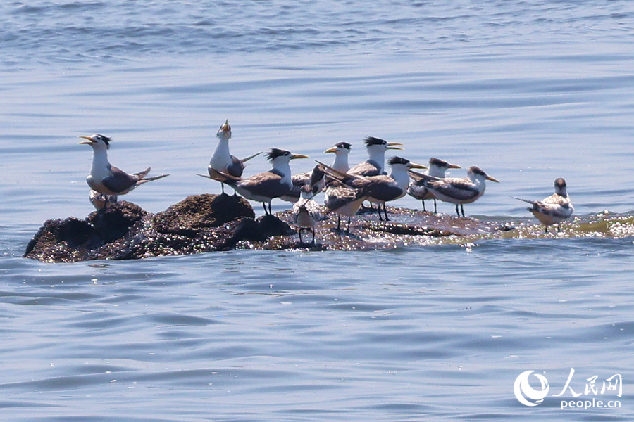成群大鳳頭燕鷗“做客”廈門集美。人民網(wǎng)記者 陳博攝