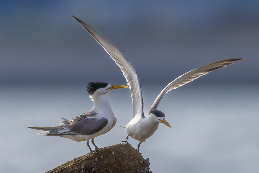 展翅起飛的大鳳頭燕鷗?？掠窭z