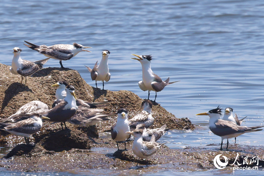 大鳳頭燕鷗擁有造型獨(dú)特的羽冠，辨識(shí)度高。人民網(wǎng)記者 陳博攝