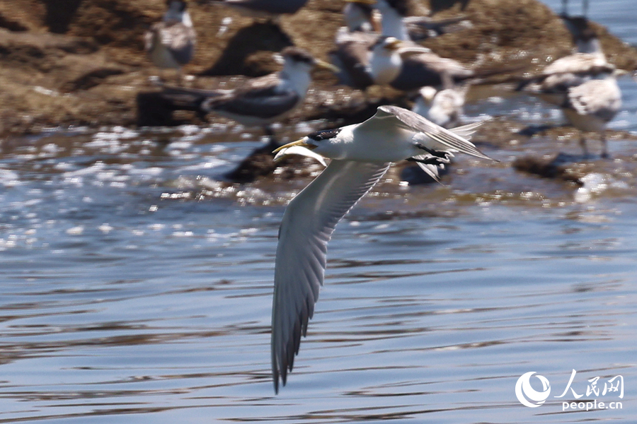 銜著魚的大鳳頭燕鷗在空中盤旋，尋找礁石上的幼鳥(niǎo)。人民網(wǎng)記者 陳博攝